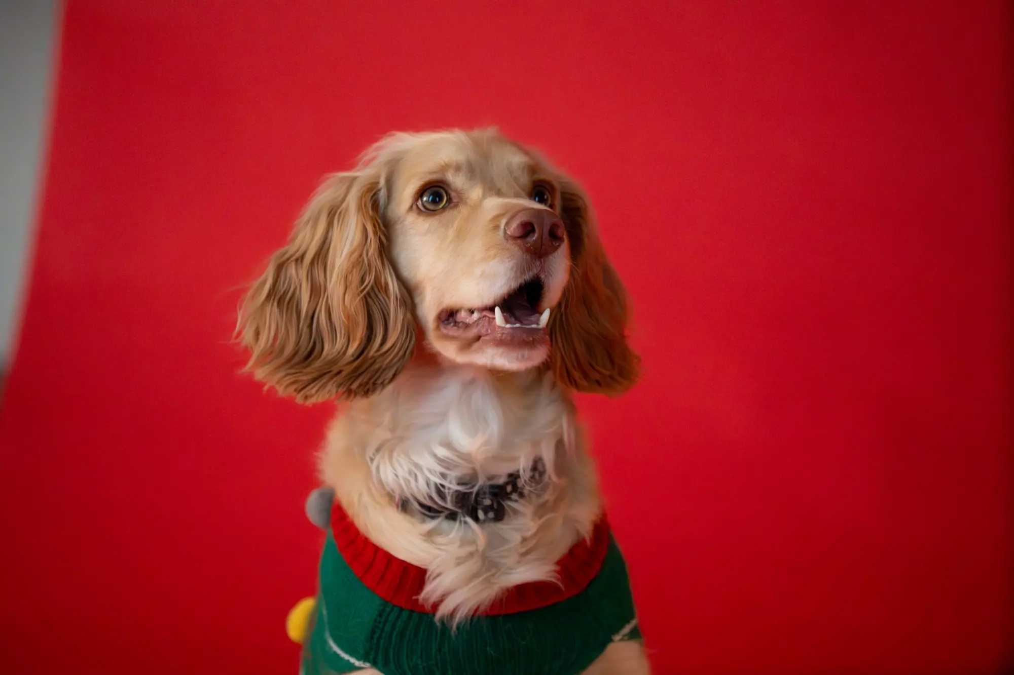 BTS DOG SHOOT WEB 17