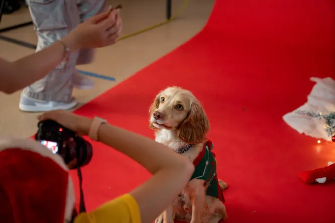 BTS DOG SHOOT WEB 19