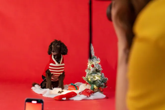 BTS DOG SHOOT WEB 16