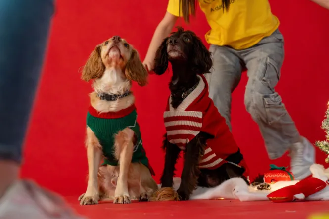 BTS DOG SHOOT WEB 14