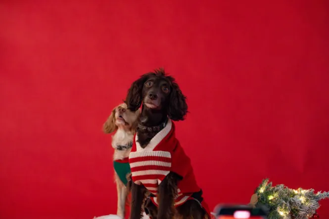 BTS DOG SHOOT WEB 13