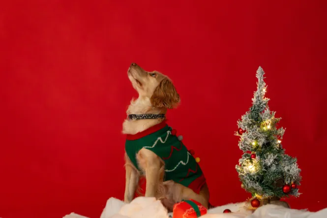 BTS DOG SHOOT WEB 12