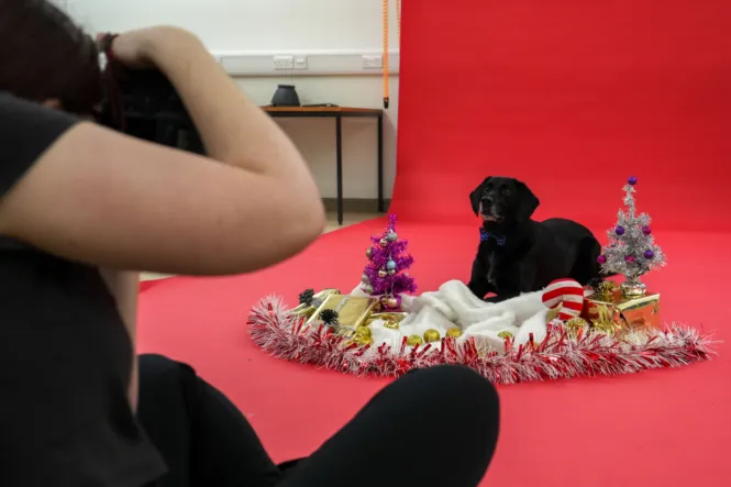 DOG PHOTOSHOOT WEB 6