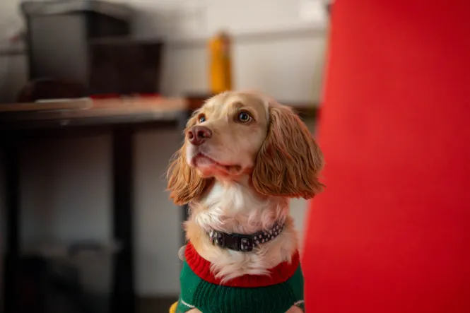 BTS DOG SHOOT WEB 18