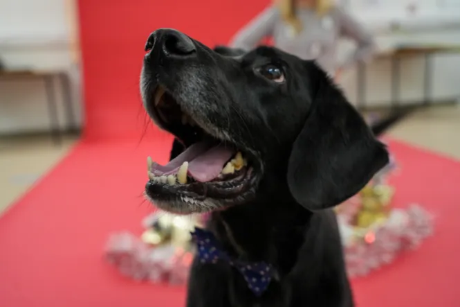 DOG PHOTOSHOOT WEB 5